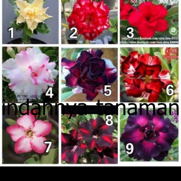 

NEW paket 9 bibit bunga adenium Kamboja Jepang - bunga tumpuk