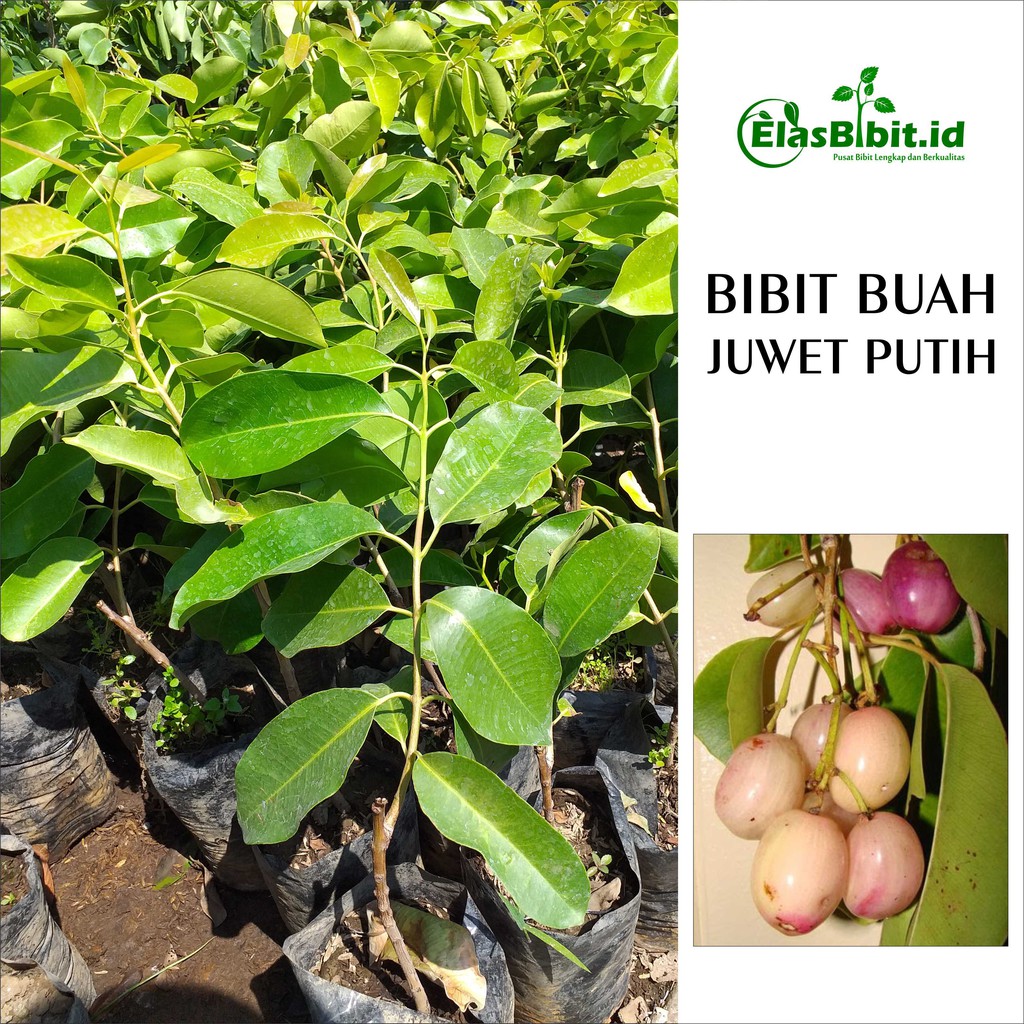 Bibit Buah Juwet Putih