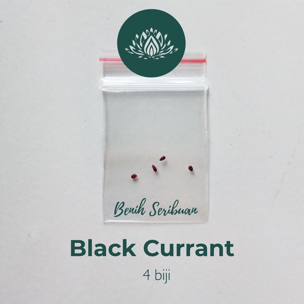 4 Benih Bibit Buah Blackcurrant Premium Seed Tanaman Buah Buahan Black Currant Super Ribes Nigrum Unggul