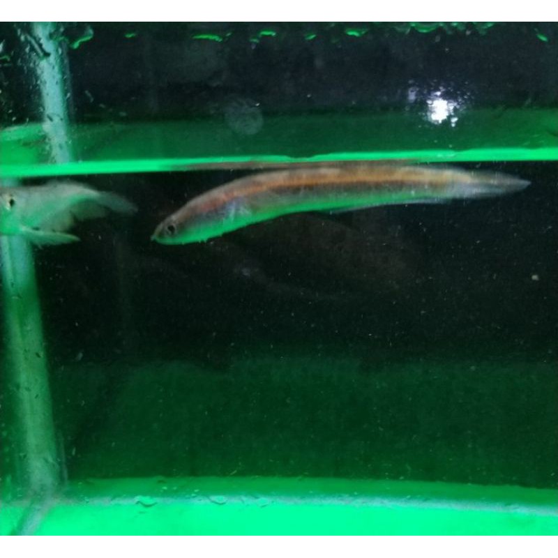 

ikan chana blue maru