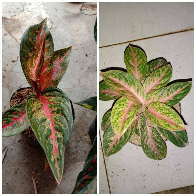 hot lady, pink lovely rumpun