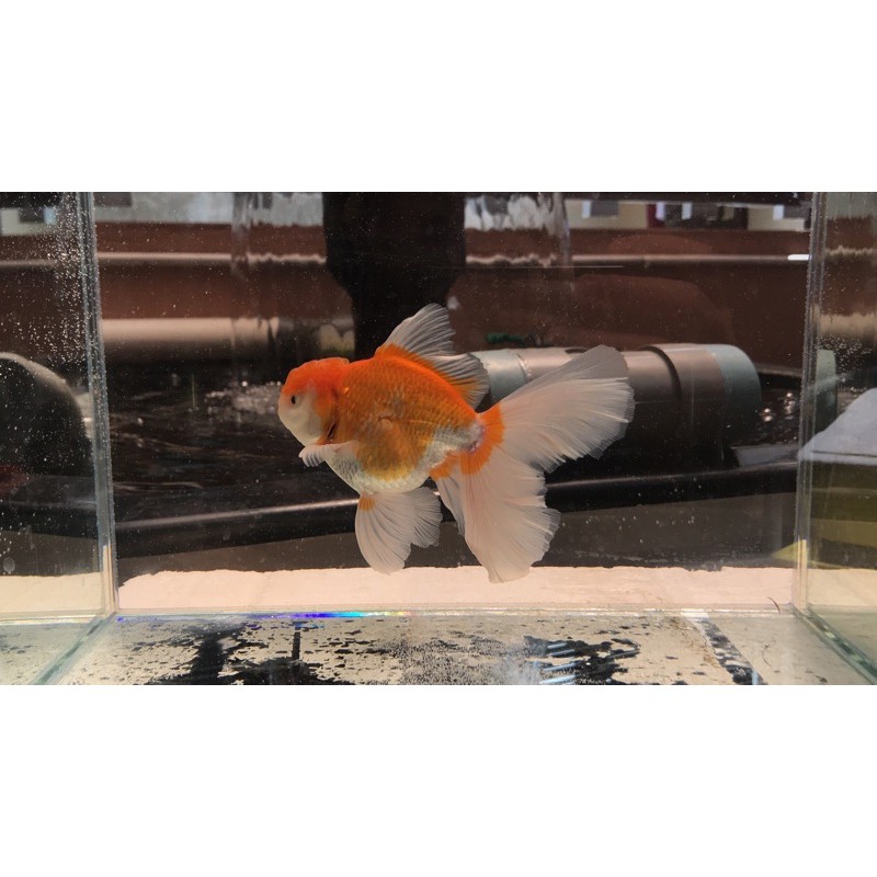 ikan mas koki oranda RW 14cm