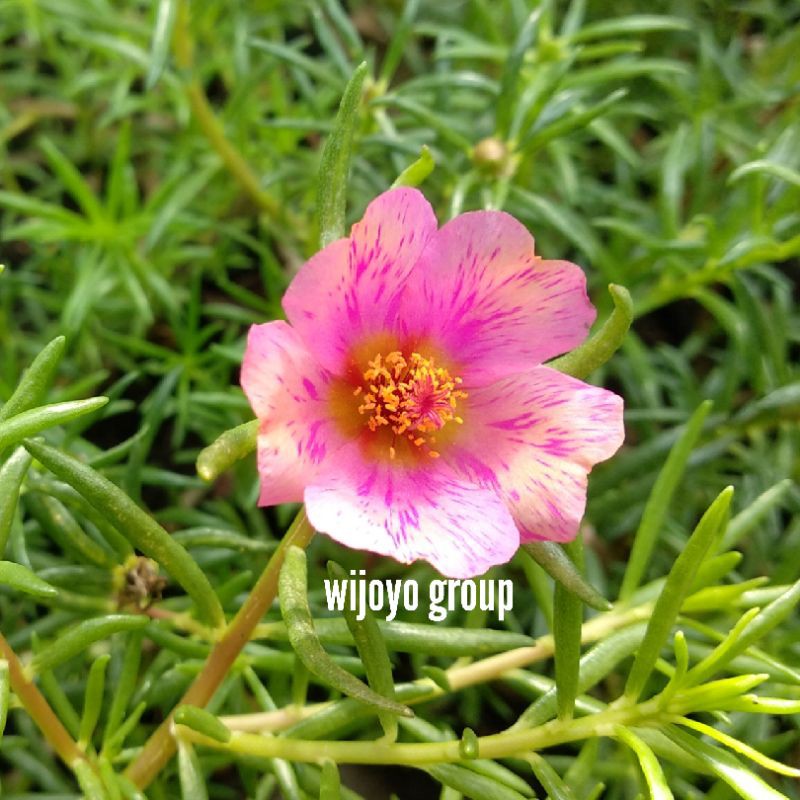 Krokot Tiara Peach Fire