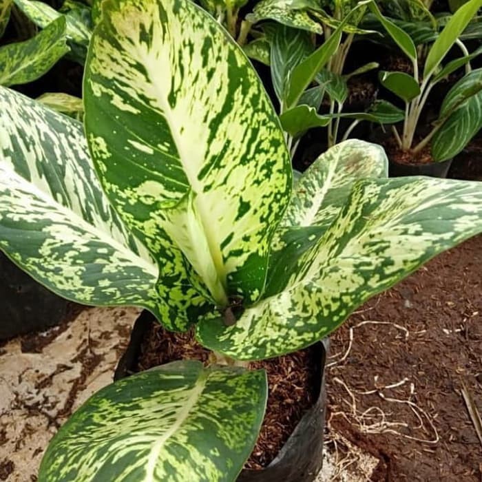 Tanaman Hias Aglonema Sparkle Sri Rejeki - pohon hias sri rejeki