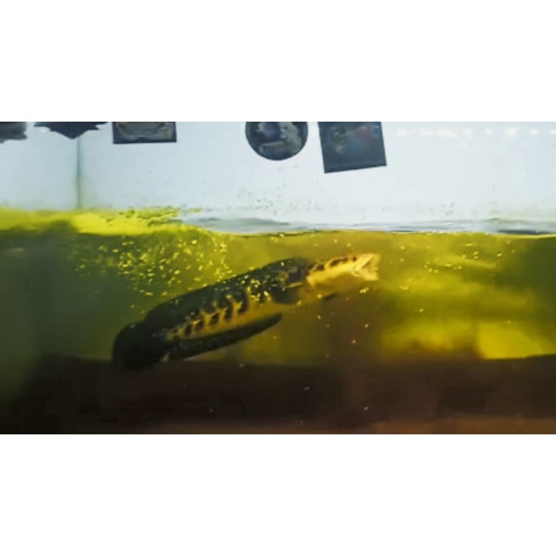 Maru Ys 15-16 cm grade A+ bar tebal, simet & mental barbar