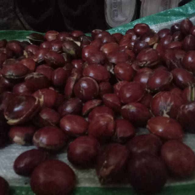 

Buah jengkol ketan ,