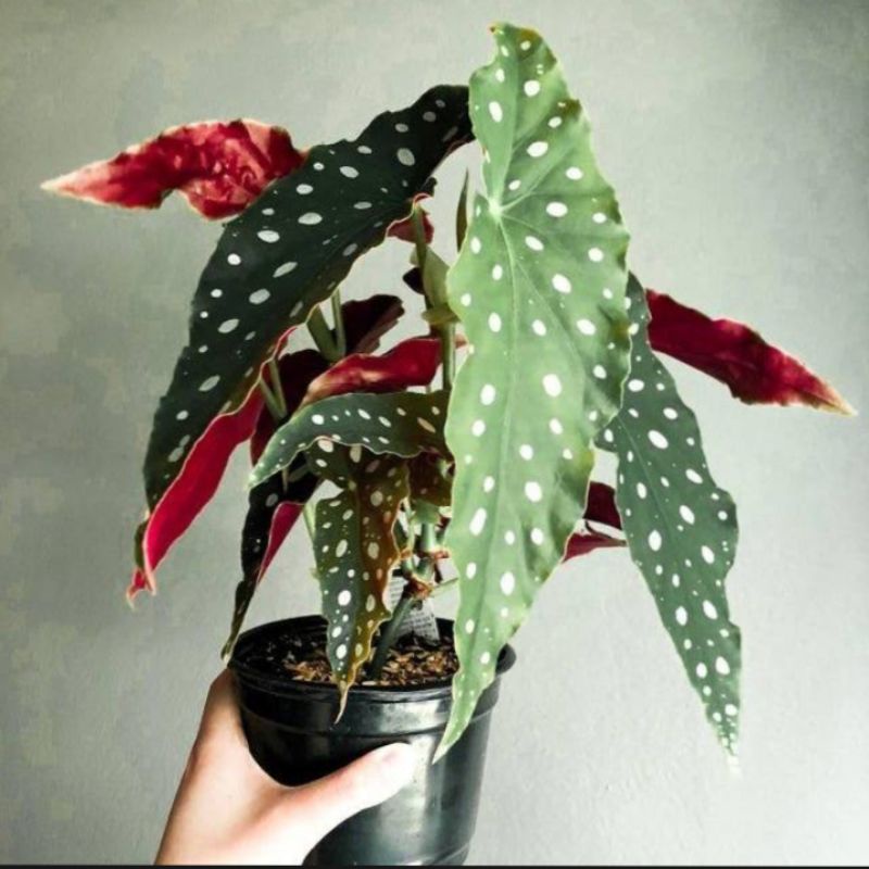 tanaman hias begonia polkadot/jenis begonia/tanaman hias murah/polkadot