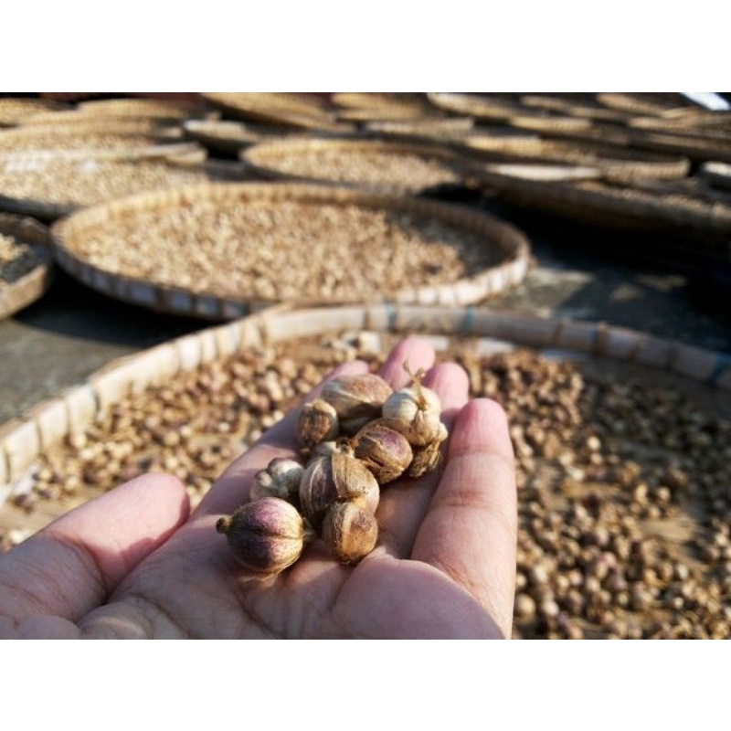 

kapulaga basah Kapol Segar obat herbal 10 gram