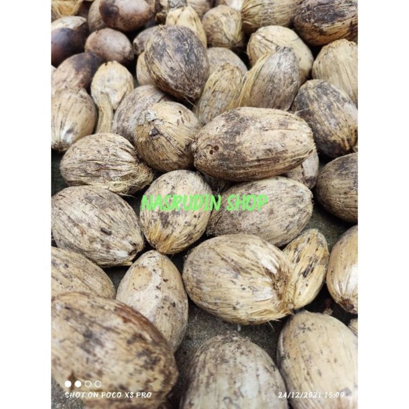 

BUAH PINANG KERING 1KG ISI BANYAK BIBIT PINANG / PINANG UTUH