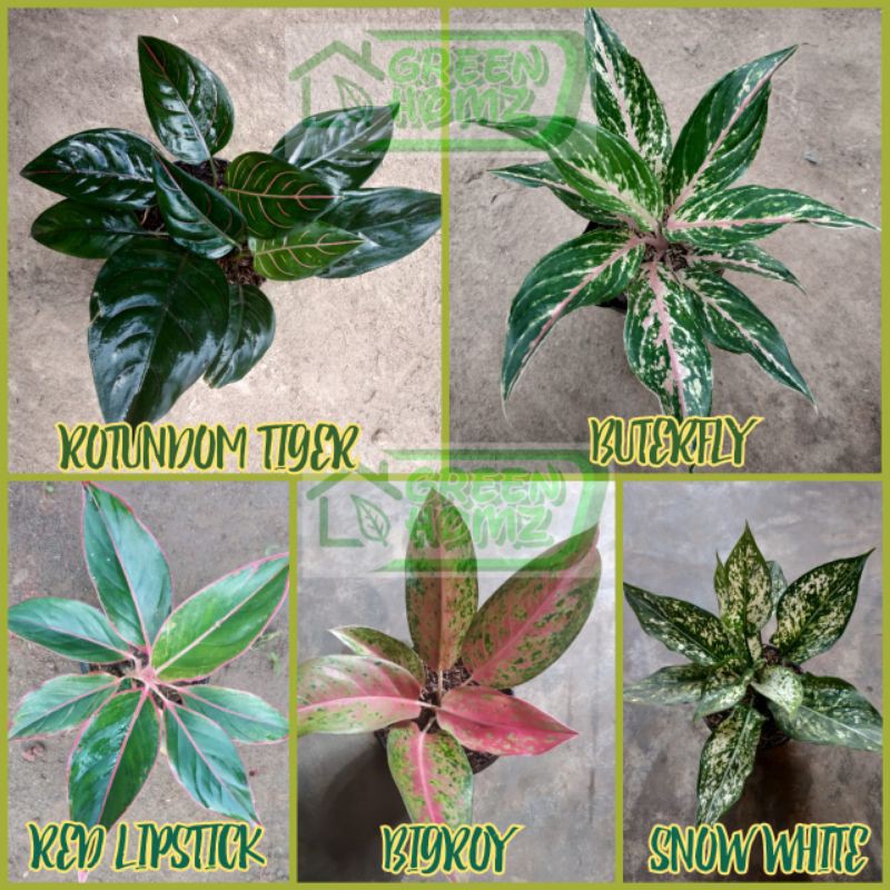 paket 5 tanaman bunga hias aglaonema aglonema