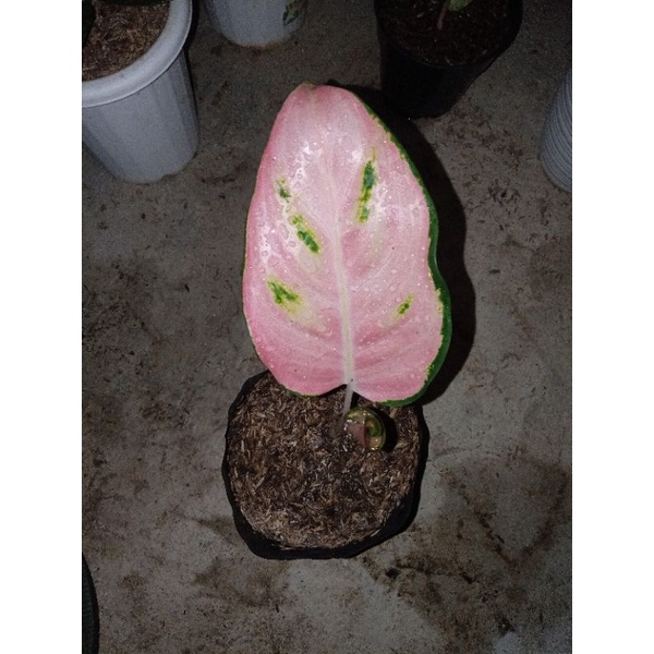 aglonema 3 batang kocin hibryd,red garuda,bigroygreenthea