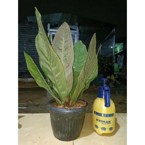 anthurium neo superboom