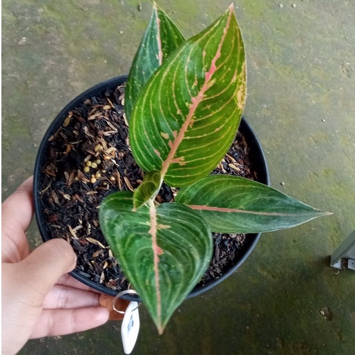 Aglonema green legacy/legacy hijau mangkok remaja