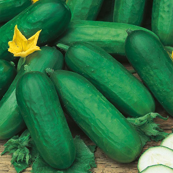 Benih Bibit Biji - Cucumber Beth Alpha F1 Seeds - IMPORT