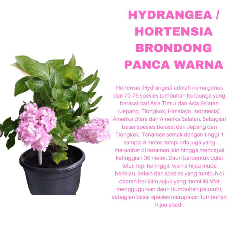 PROMO TANAMAN HIAS BUNGA HYDRANGEA HORTENSIA BRONDONG PANCAWARNA KUALITAS SUPER | MURAH | COD