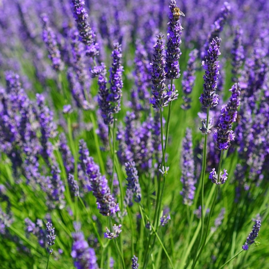 10 Benih Lavender Vera English Bibit Bunga Herb Lavender Lavandula Angustifolia Tanaman Anti Nyamuk-1