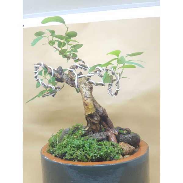 BONSAI SIGAR JALAK/TAPAK JALAK small KARAKTER UNIK