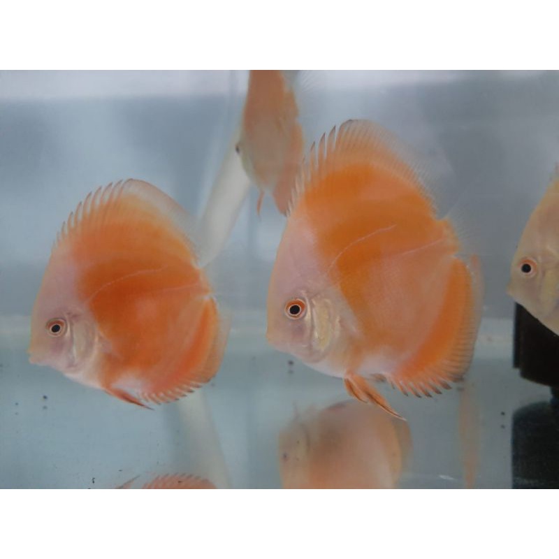 ikan discus red melon merah rm murah