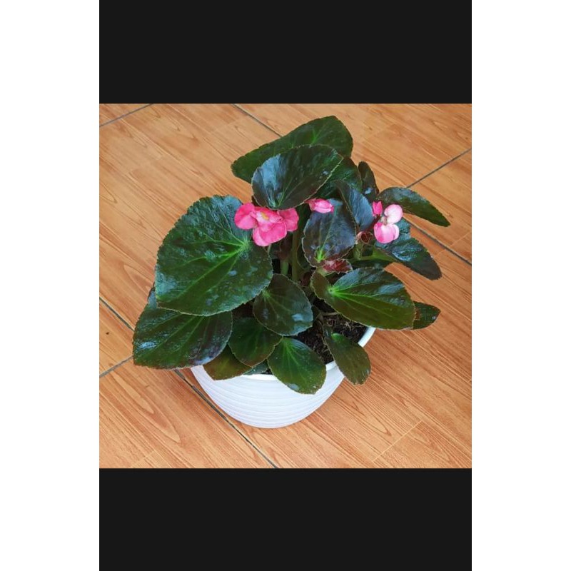 TANAMAN HIAS BEGONIA JERMAN SIAP TANAM