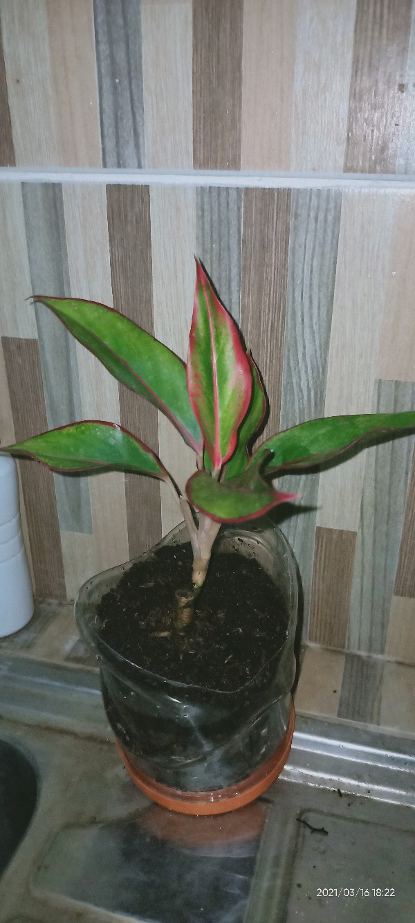 Tanaman Aglonema Lipstik |tanaman Hias Aglonema