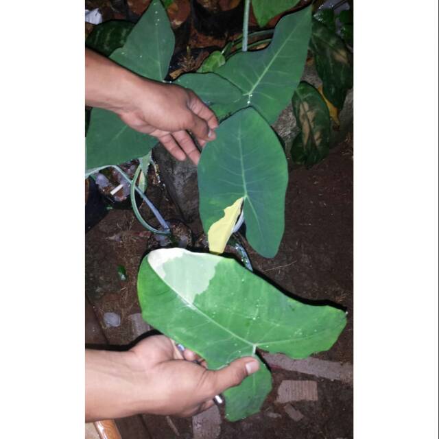 Sente varigata/lompong varigata