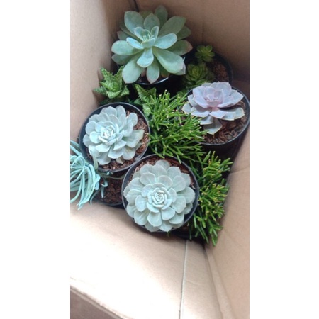 

PAKET SKULEN 20 PCS