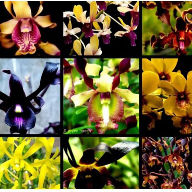 anggrek dendrobium melintir