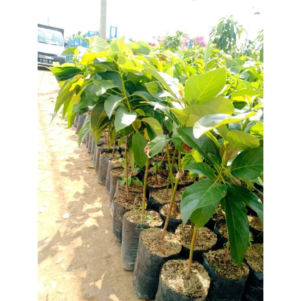 Bibit Alpukat Aligator