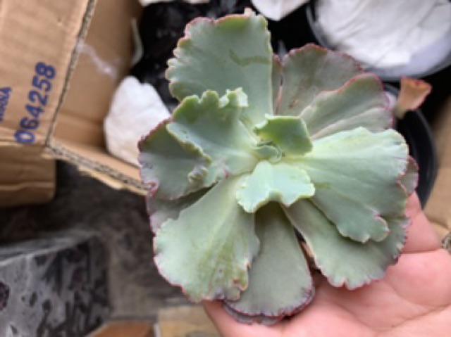 Sukulen Murah Dan Hemat Dengan Berbagai Macam Variant Sudah Termasuk Pot 10cm