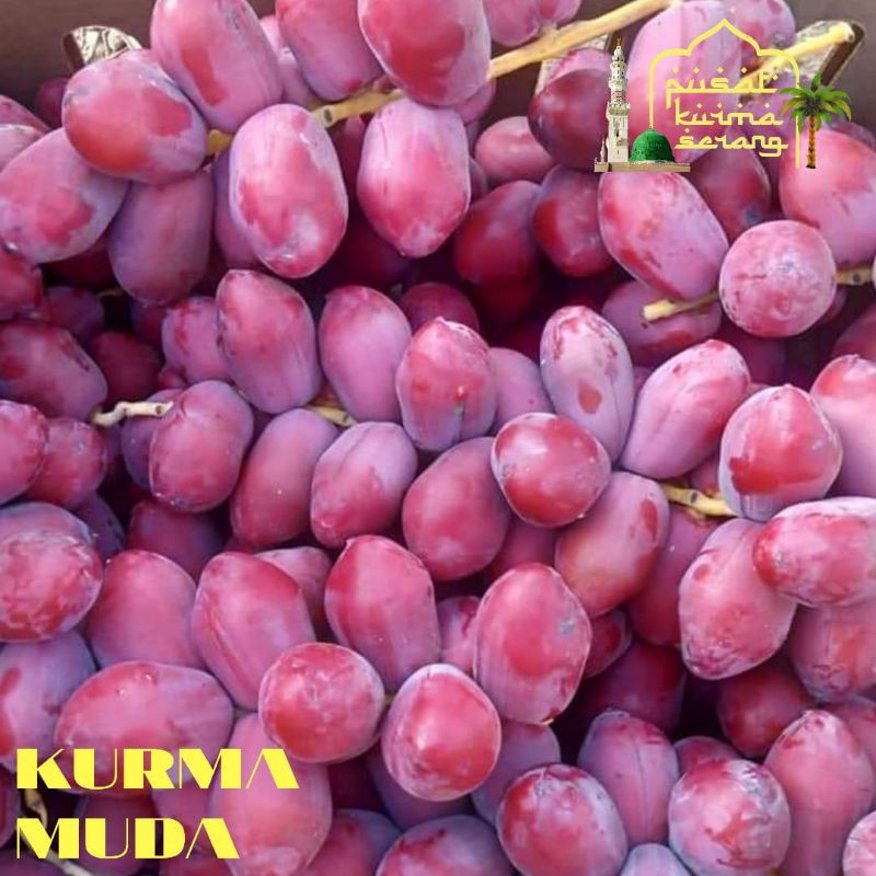 

kurma muda