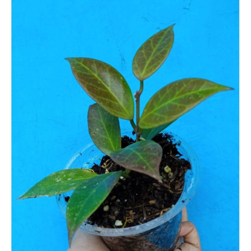 Tanaman Hias Hoya sunrise bunga wangi
