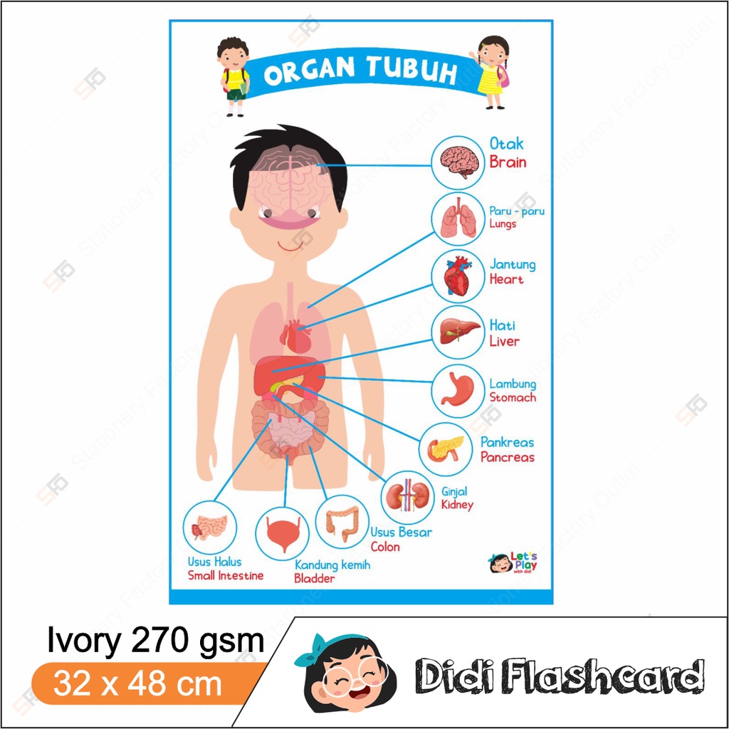

Poster Organ Tubuh - Poster Belajar Edukasi Anak Bilingual Didi - SFO Semarang Official
