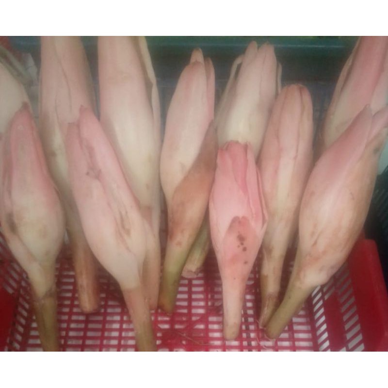 

♥️ TOKO MEDAN ♥️ BUNGA RIAS / KECOMBRANG 100gr