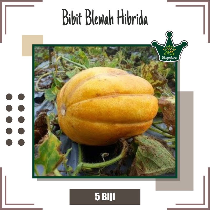 Bibit Blewah Hibrida Blaster F1 - Benih Buah