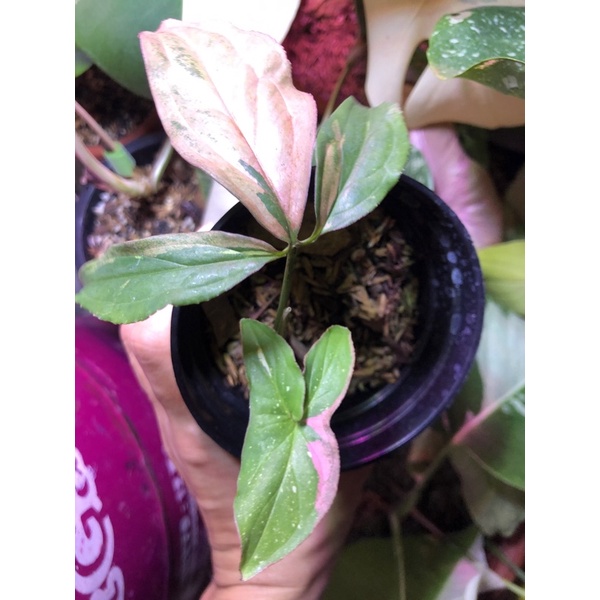 syngonium Redspot tricolor