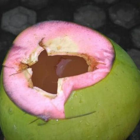 #_# Bibit Kelapa Hijau Cupat Merah Pnp