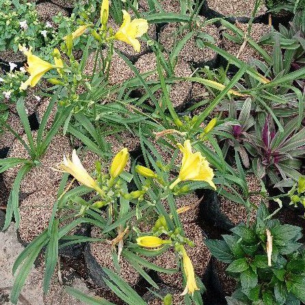 bibit lily bunga kuning