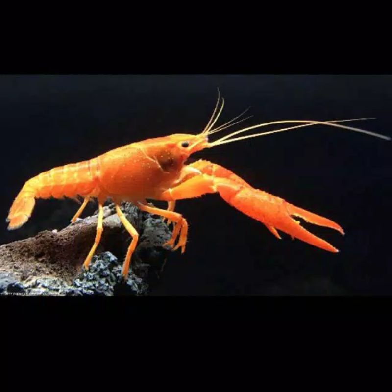 Paket isi 3 ekor Orange Lobster hias air tawar uk. 1,5 inci