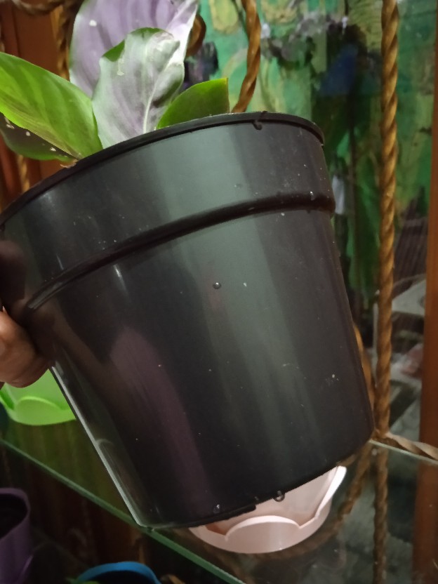 12 Cm Pot Plastik Hitam Gmp