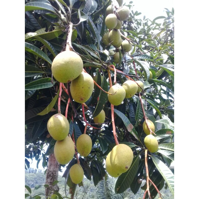 

Buah bacang atau limus segar 1kg