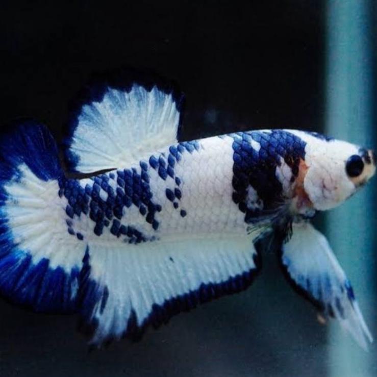 Recomended.. CUPANG BLUE RIM/PANDA MUTASIAN 3-4BULAN