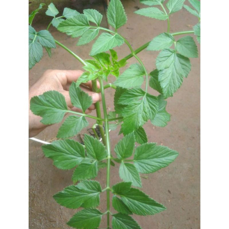 Bibit tespong sladren / selada air