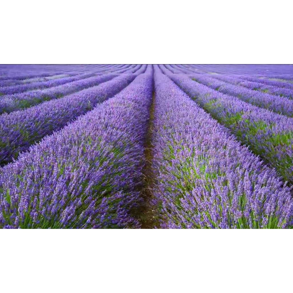 Benih-Bibit Bunga Lavender English (Haira Seed)