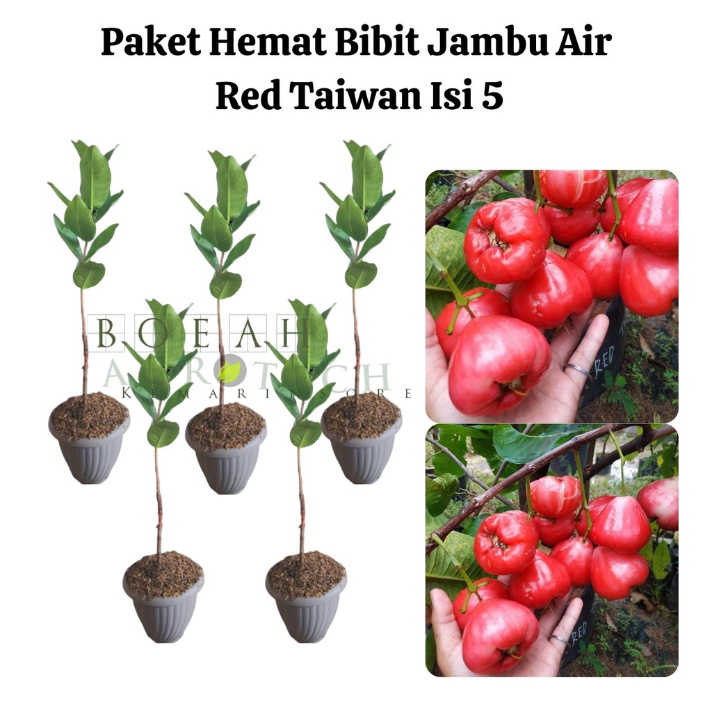 Paket Hemat Bibit Jambu Air Red Taiwan Okulasi Isi 5 Bonus Bibit Strawberry+Polibag