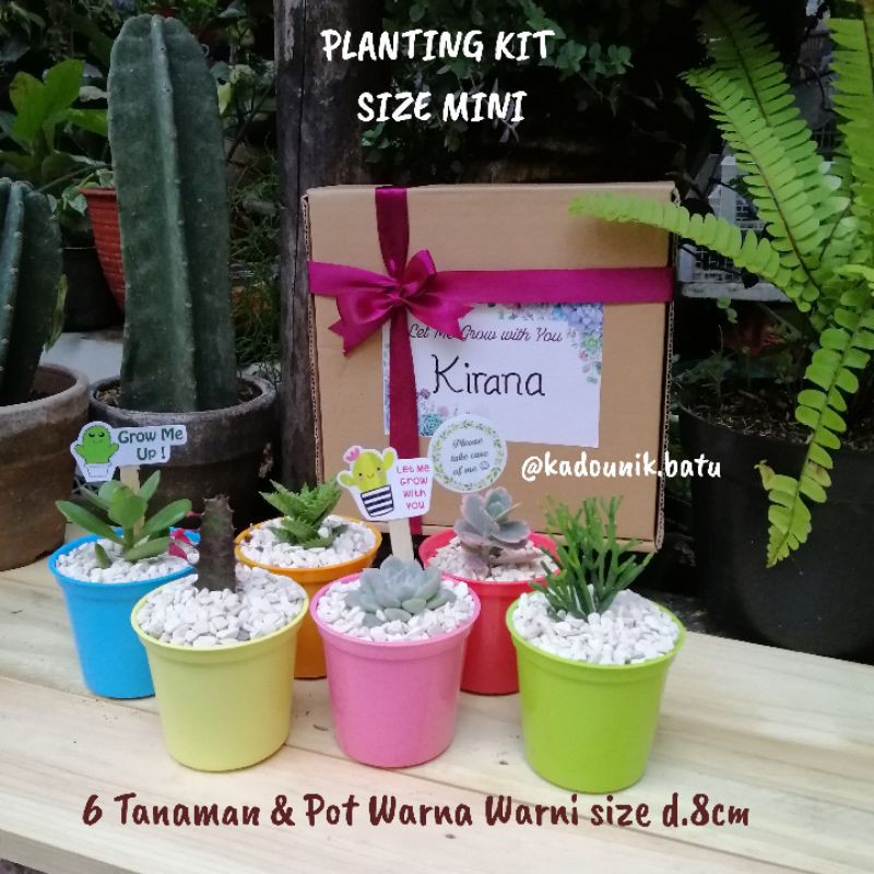 PLANTING KIT KAKTUS dan SUKULEN size MINI