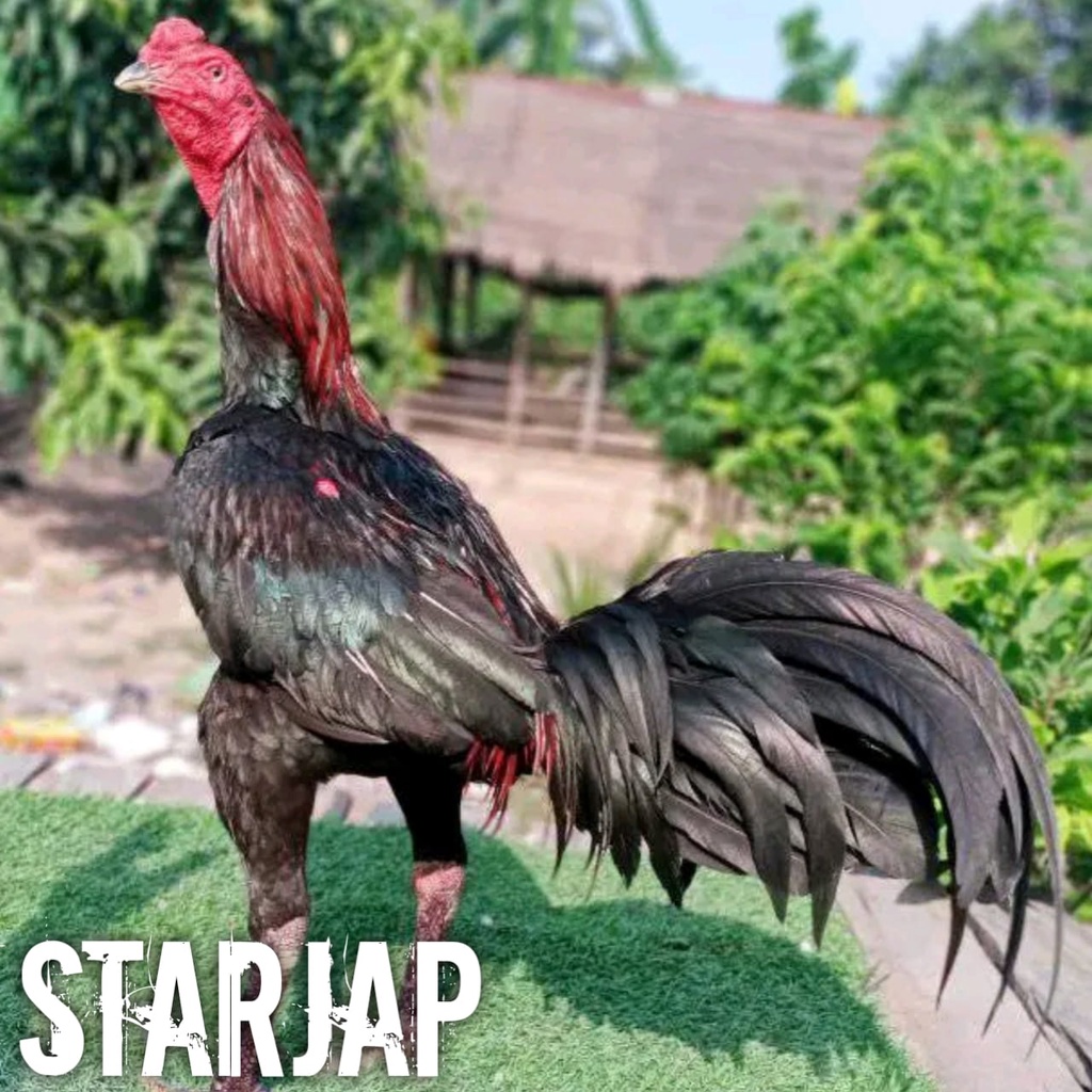 ayam bangkok pakhoy brutal asli super jalu telur tetas perbutir