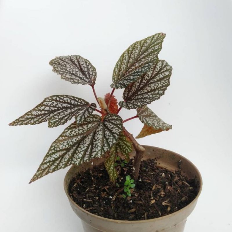 Tanaman Hias Begonia Polkadot Silver Begonia Angel wing Silver