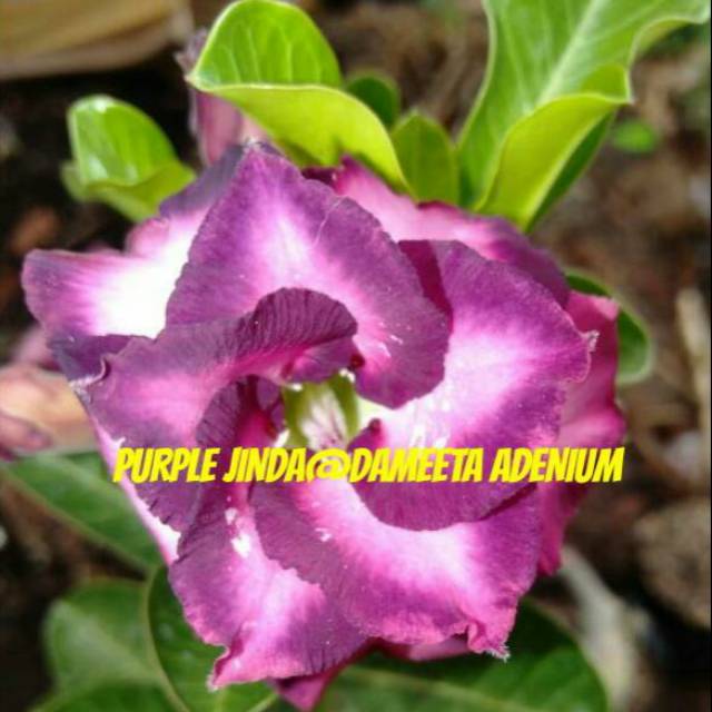 Adenium grafting