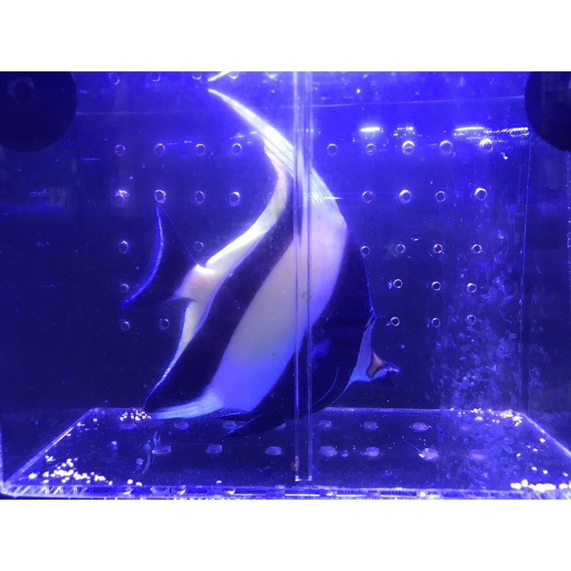 

ikan laut moorish idol