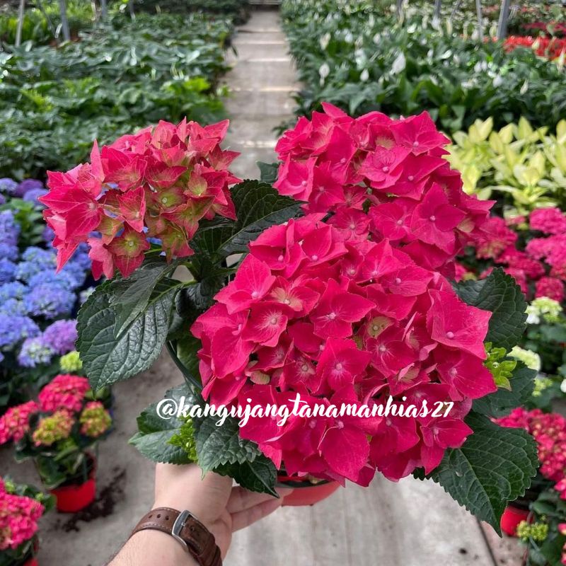 TANAMAN HIAS HIDUP BUNGA BESAR HORTENSIA BORONDONG IMPORT PREMIUM (DIKIRIM RANDOM WARNA) TANAMAN HIA